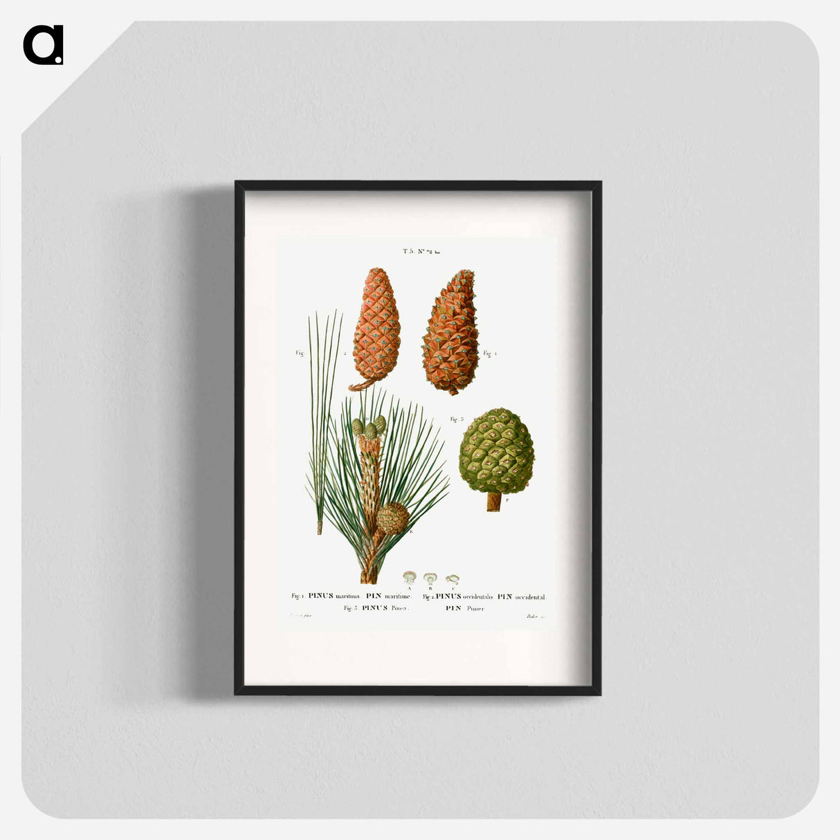 Maritime pine, Pinus maritima, Hispaniolan pine, Pinus occidentalis and Stone pine, Pinus pinea - Pierre-Joseph Redouté Poster.
