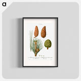 Maritime pine, Pinus maritima, Hispaniolan pine, Pinus occidentalis and Stone pine, Pinus pinea - Pierre-Joseph Redouté Poster.