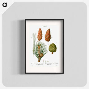 アートポスター-Maritime pine, Pinus maritima, Hispaniolan pine, Pinus occidentalis and Stone pine, Pinus pinea - ピエール ジョゼフ ルドゥーテ Poster.