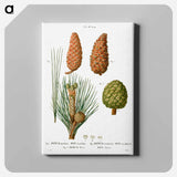 アートパネル-Maritime pine, Pinus maritima, Hispaniolan pine, Pinus occidentalis and Stone pine, Pinus pinea - ピエール ジョゼフ ルドゥーテ Canvas.