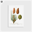 アートポストカード-Maritime pine, Pinus maritima, Hispaniolan pine, Pinus occidentalis and Stone pine, Pinus pinea - ピエール ジョゼフ ルドゥーテ Postcard.