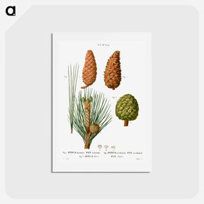 アートポストカード-Maritime pine, Pinus maritima, Hispaniolan pine, Pinus occidentalis and Stone pine, Pinus pinea - ピエール ジョゼフ ルドゥーテ Postcard.