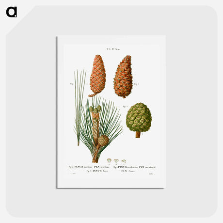 アートポストカード-Maritime pine, Pinus maritima, Hispaniolan pine, Pinus occidentalis and Stone pine, Pinus pinea - ピエール ジョゼフ ルドゥーテ Postcard.