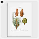 Maritime pine, Pinus maritima, Hispaniolan pine, Pinus occidentalis and Stone pine, Pinus pinea - ピエール ジョゼフ ルドゥーテ Poster.