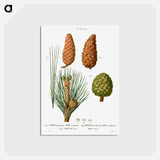 アートポストカード-Maritime pine, Pinus maritima, Hispaniolan pine, Pinus occidentalis and Stone pine, Pinus pinea - ピエール ジョゼフ ルドゥーテ Postcard.