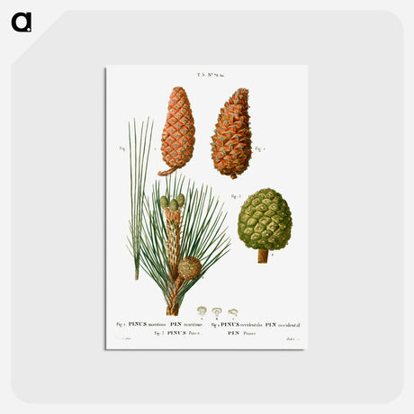 アートポストカード-Maritime pine, Pinus maritima, Hispaniolan pine, Pinus occidentalis and Stone pine, Pinus pinea - ピエール ジョゼフ ルドゥーテ Postcard.
