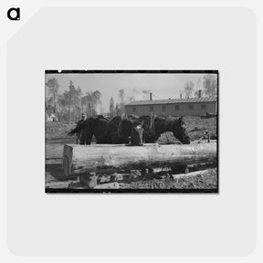 アートポストカード-Watering the Horses at Camp
 - ラッセル リー Postcard.