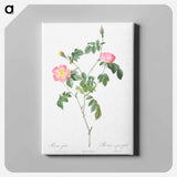 アートパネル-Austrian Briar, Rosa foetida - ピエール ジョゼフ ルドゥーテ Canvas.