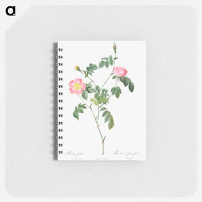 アートメモ帳-Austrian Briar, Rosa foetida - ピエール ジョゼフ ルドゥーテ Memo.