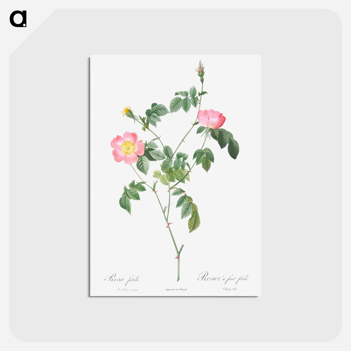 アートポストカード-Austrian Briar, Rosa foetida - ピエール ジョゼフ ルドゥーテ Postcard.