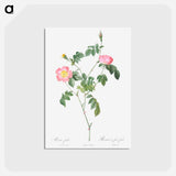 アートポストカード-Austrian Briar, Rosa foetida - ピエール ジョゼフ ルドゥーテ Postcard.
