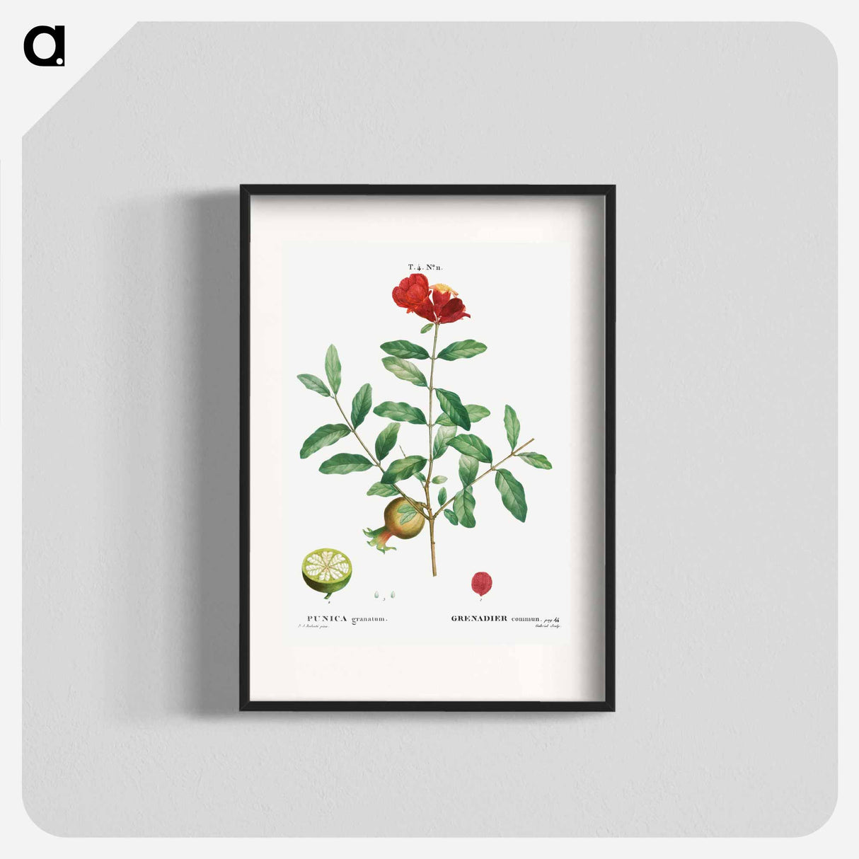 Pomegranate, Punica granatum - ピエール ジョゼフ ルドゥーテ Poster.