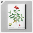 アートパネル-Pomegranate, Punica granatum - ピエール ジョゼフ ルドゥーテ Canvas.