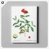 アートパネル-Pomegranate, Punica granatum - ピエール ジョゼフ ルドゥーテ Canvas.