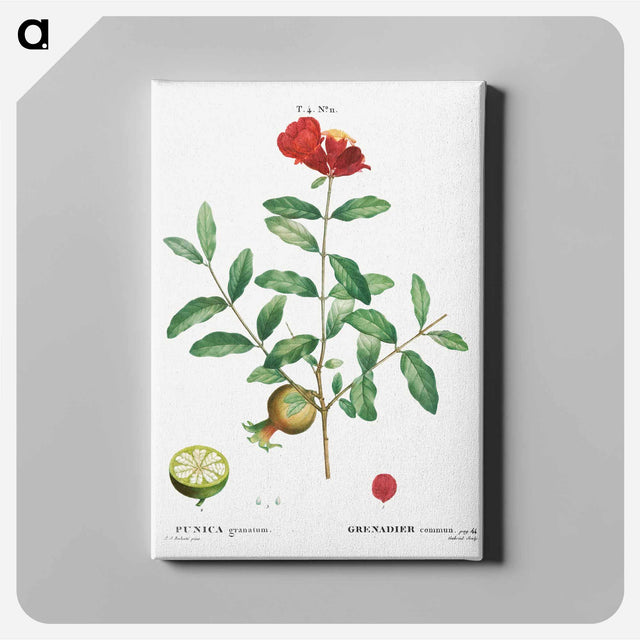 アートパネル-Pomegranate, Punica granatum - ピエール ジョゼフ ルドゥーテ Canvas.