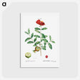 アートポストカード-Pomegranate, Punica granatum - ピエール ジョゼフ ルドゥーテ Postcard.
