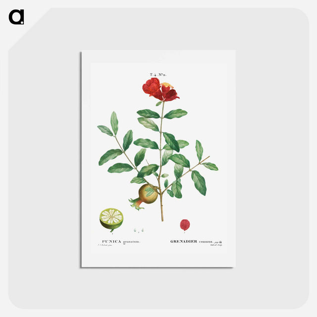アートポストカード-Pomegranate, Punica granatum - ピエール ジョゼフ ルドゥーテ Postcard.