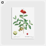 アートポストカード-Pomegranate, Punica granatum - ピエール ジョゼフ ルドゥーテ Postcard.