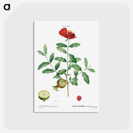 アートポストカード-Pomegranate, Punica granatum - ピエール ジョゼフ ルドゥーテ Postcard.