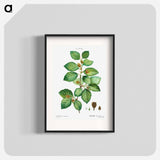 European beech - Pierre Joseph Redouté Poster.