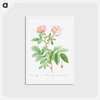 アートポストカード-Alpine Rose - ピエール ジョゼフ ルドゥーテ Postcard.