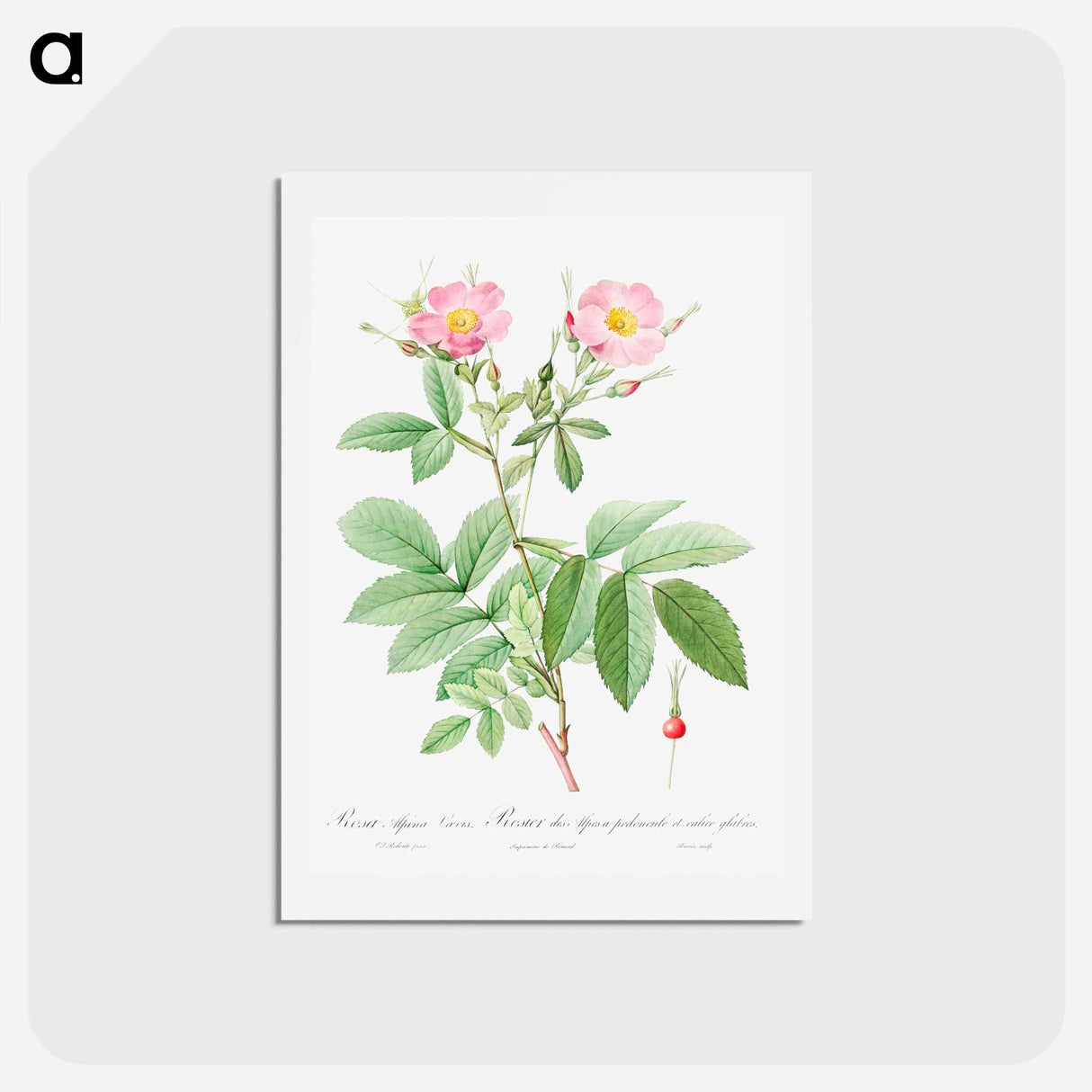 アートポストカード-Alpine Rose - ピエール ジョゼフ ルドゥーテ Postcard.
