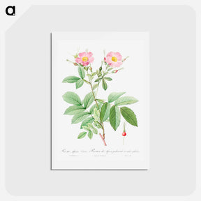アートポストカード-Alpine Rose - ピエール ジョゼフ ルドゥーテ Postcard.