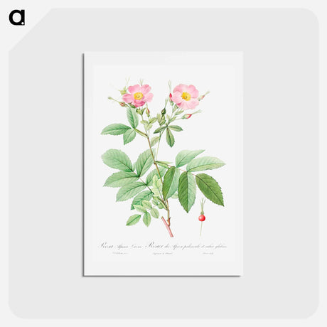 アートポストカード-Alpine Rose - ピエール ジョゼフ ルドゥーテ Postcard.