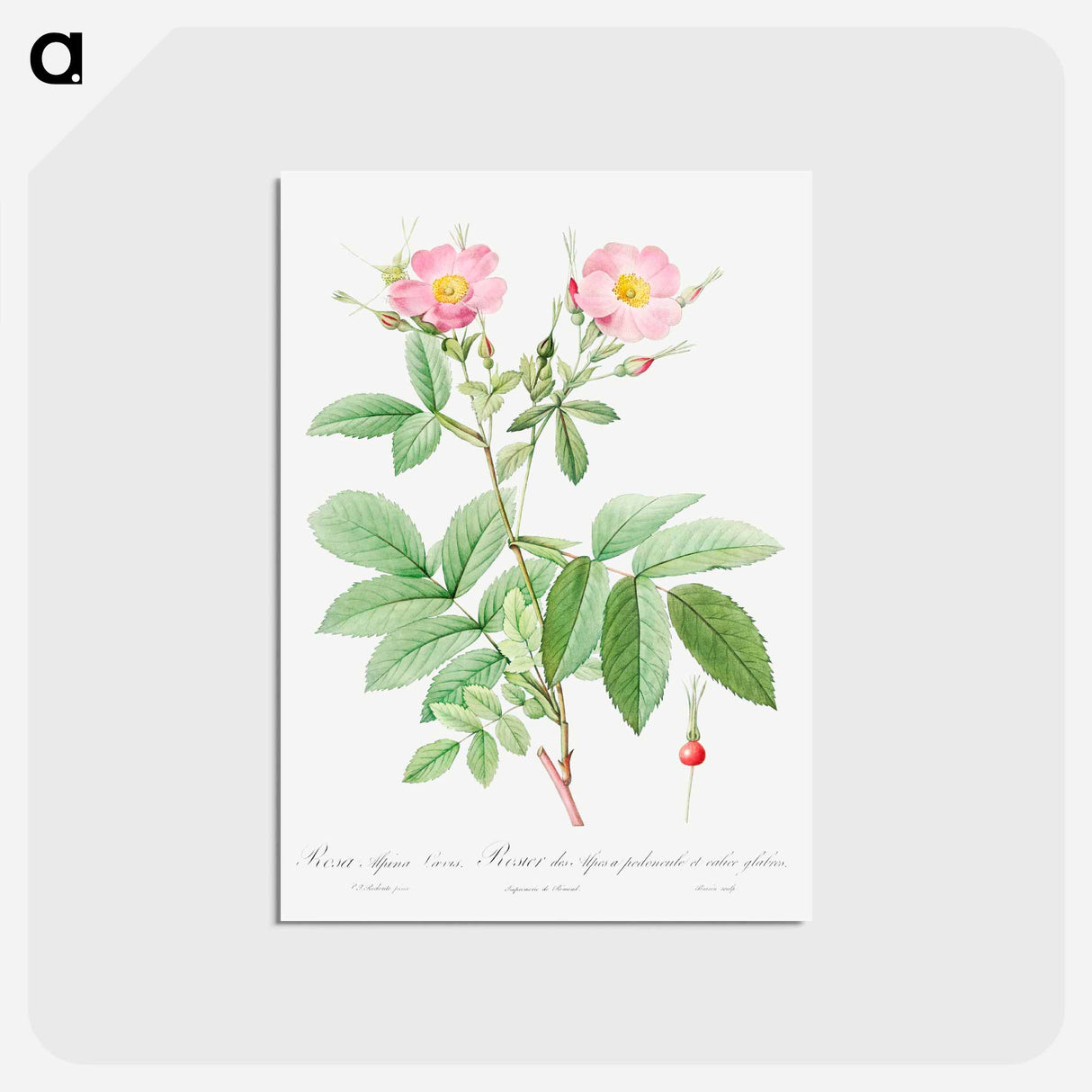アートポストカード-Alpine Rose - ピエール ジョゼフ ルドゥーテ Postcard.