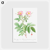 アートポストカード-Alpine Rose - ピエール ジョゼフ ルドゥーテ Postcard.