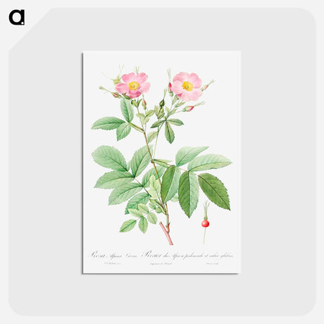 アートポストカード-Alpine Rose - ピエール ジョゼフ ルドゥーテ Postcard.