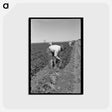 アートポストカード-Bunching Carrots
 - ラッセル リー Postcard.