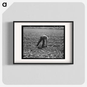 アートポスター-Untitled photo, possibly related to: Spreckels sugar factory and sugar beet field with Mexican and Filipino workers thinning sugar beets. - ドロテア ラング Poster.