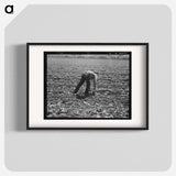 Untitled photo, possibly related to: Spreckels sugar factory and sugar beet field with Mexican and Filipino workers thinning sugar beets. - Dorothea Lange Poster.