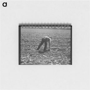 アートメモ帳-Untitled photo, possibly related to: Spreckels sugar factory and sugar beet field with Mexican and Filipino workers thinning sugar beets. - ドロテア ラング Memo.