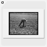 Untitled photo, possibly related to: Spreckels sugar factory and sugar beet field with Mexican and Filipino workers thinning sugar beets. - Dorothea Lange Poster.