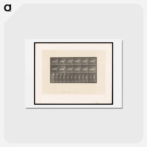 アートポストカード-Naked Horseman
 - エドワード マイブリッジ Postcard.