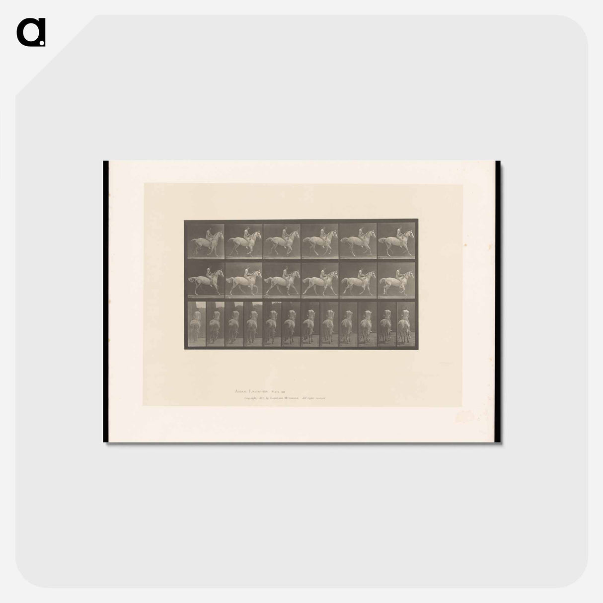 アートポストカード-Naked Horseman
 - エドワード マイブリッジ Postcard.