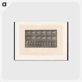 アートポストカード-Naked Horseman
 - エドワード マイブリッジ Postcard.