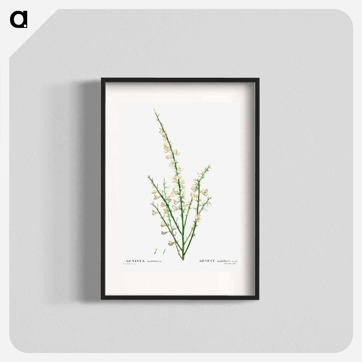 Genista multiflora - Pierre Joseph Redouté Poster.