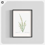 Genista multiflora - Pierre Joseph Redouté Poster.