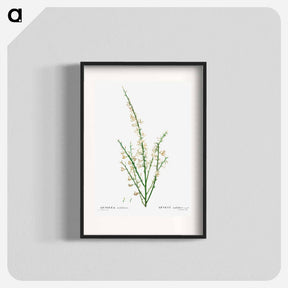 アートポスター-Genista multiflora - ピエール ジョゼフ ルドゥーテ Poster.