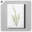 アートパネル-Genista multiflora - ピエール ジョゼフ ルドゥーテ Canvas.
