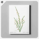 アートパネル-Genista multiflora - ピエール ジョゼフ ルドゥーテ Canvas.