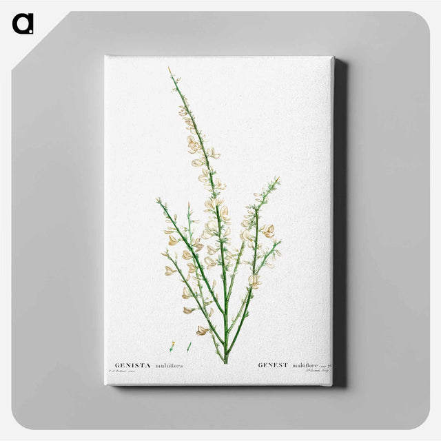 アートパネル-Genista multiflora - ピエール ジョゼフ ルドゥーテ Canvas.