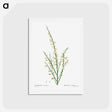 アートポストカード-Genista multiflora - ピエール ジョゼフ ルドゥーテ Postcard.