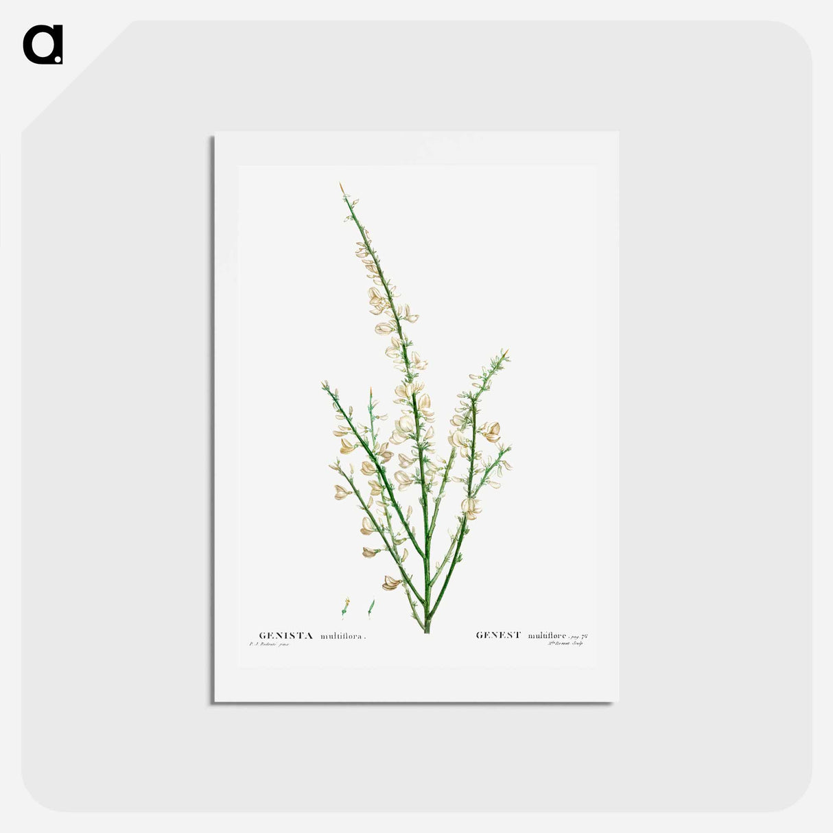 アートポストカード-Genista multiflora - ピエール ジョゼフ ルドゥーテ Postcard.