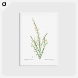 アートポストカード-Genista multiflora - ピエール ジョゼフ ルドゥーテ Postcard.