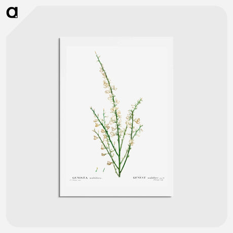 アートポストカード-Genista multiflora - ピエール ジョゼフ ルドゥーテ Postcard.