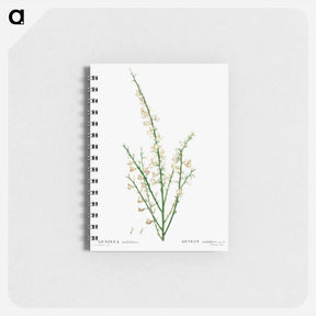 アートメモ帳-Genista multiflora - ピエール ジョゼフ ルドゥーテ Memo.